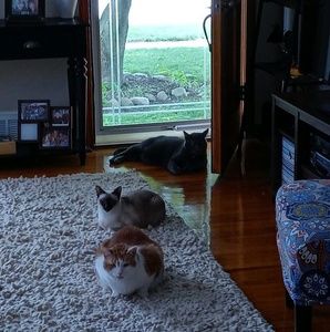 Meet your Posher, Ann